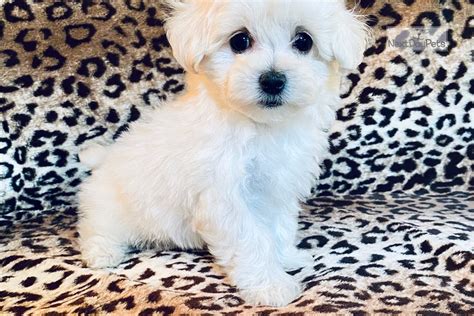 <strong>Texas</strong> Add To Favorites $1,050. . Maltipoo puppies for sale in texas under 500